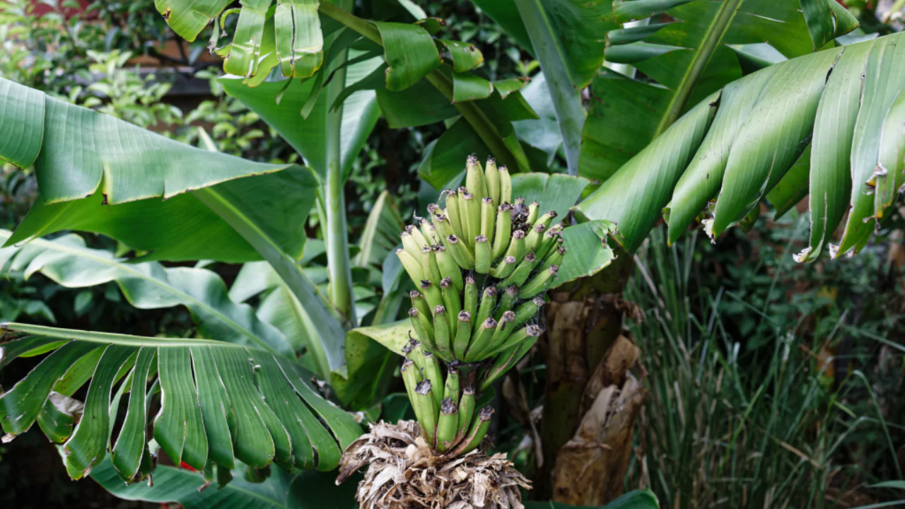 Do Organic Bananas Turn Yellow? 4 Organic banana ripe 1