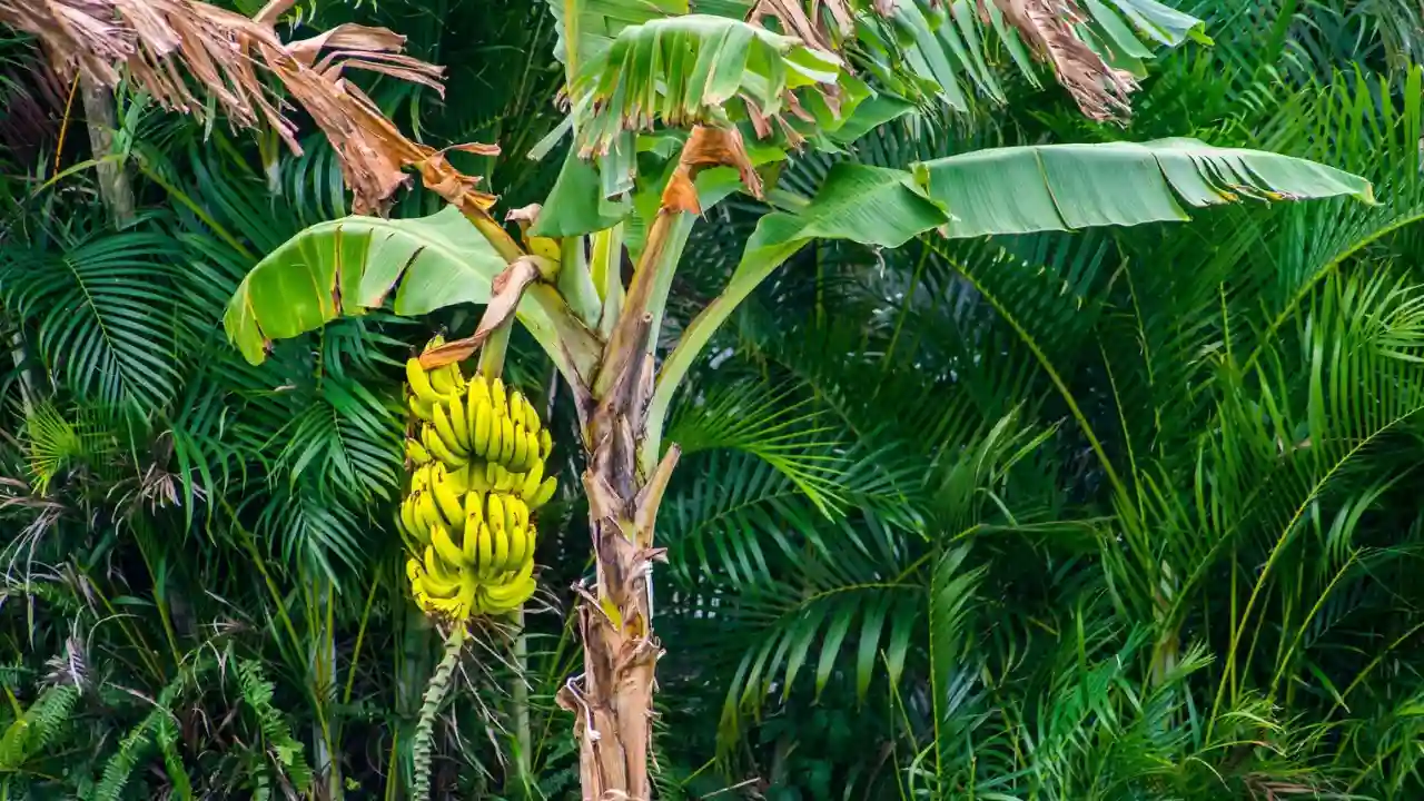 Why Do Organic Bananas Taste Better