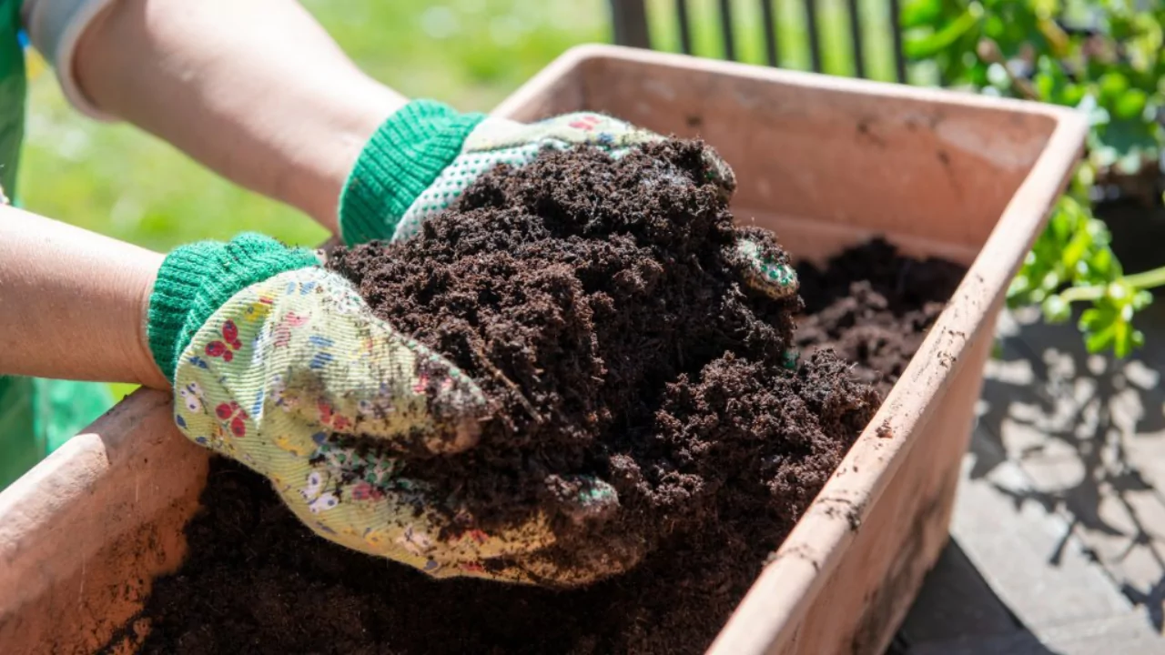 Organic potting soil