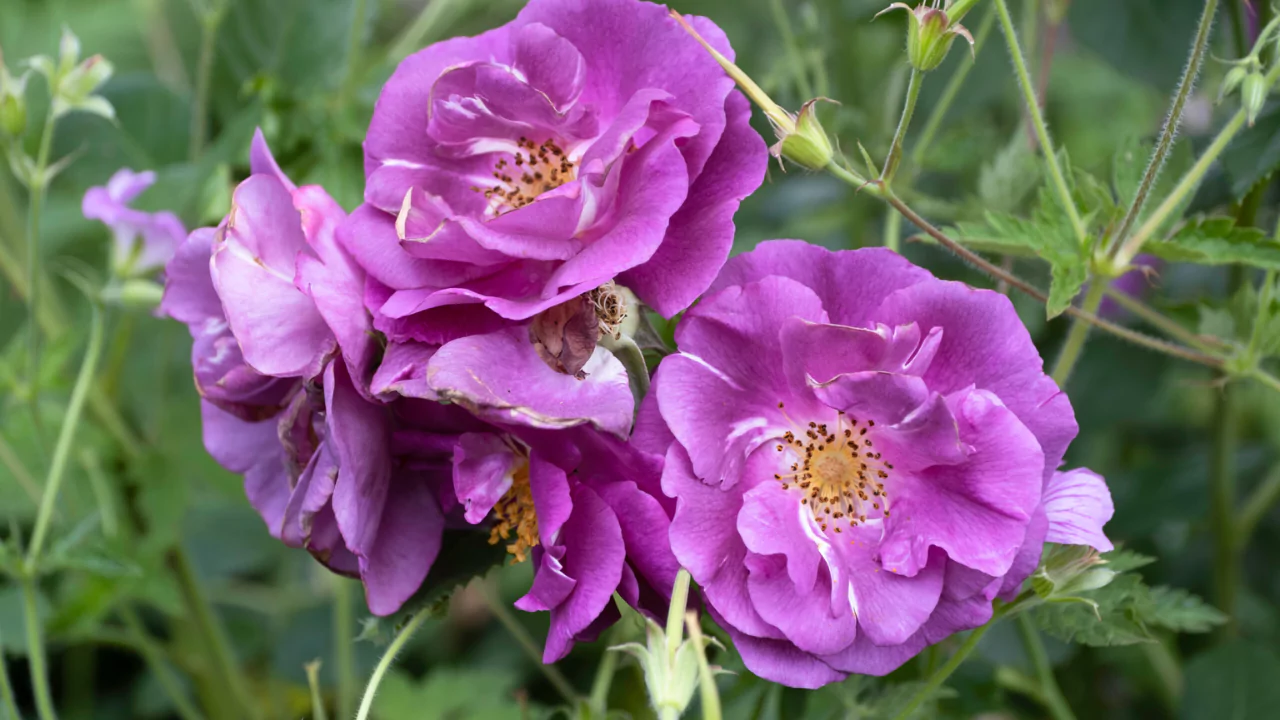 11 Different Varieties of Thornless Roses 8 Outta the blue shrub rose