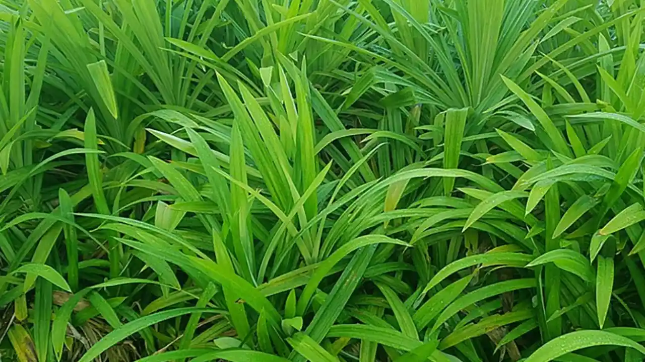 Grower’s Guide for Pandan Plant 2 Pandan plant USDA zone
