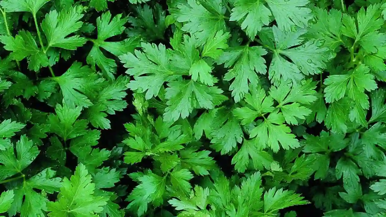 How to Prune Parsley Aerogarden in Four Quick Steps