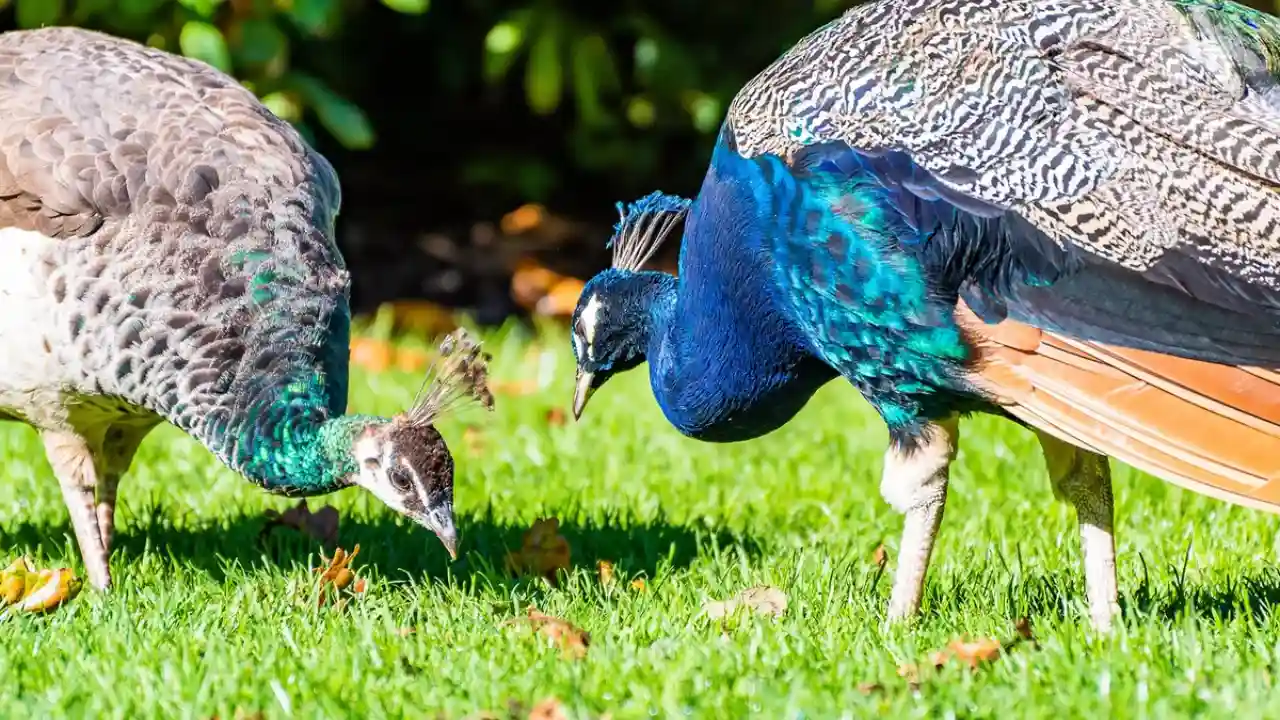 Peacocks food