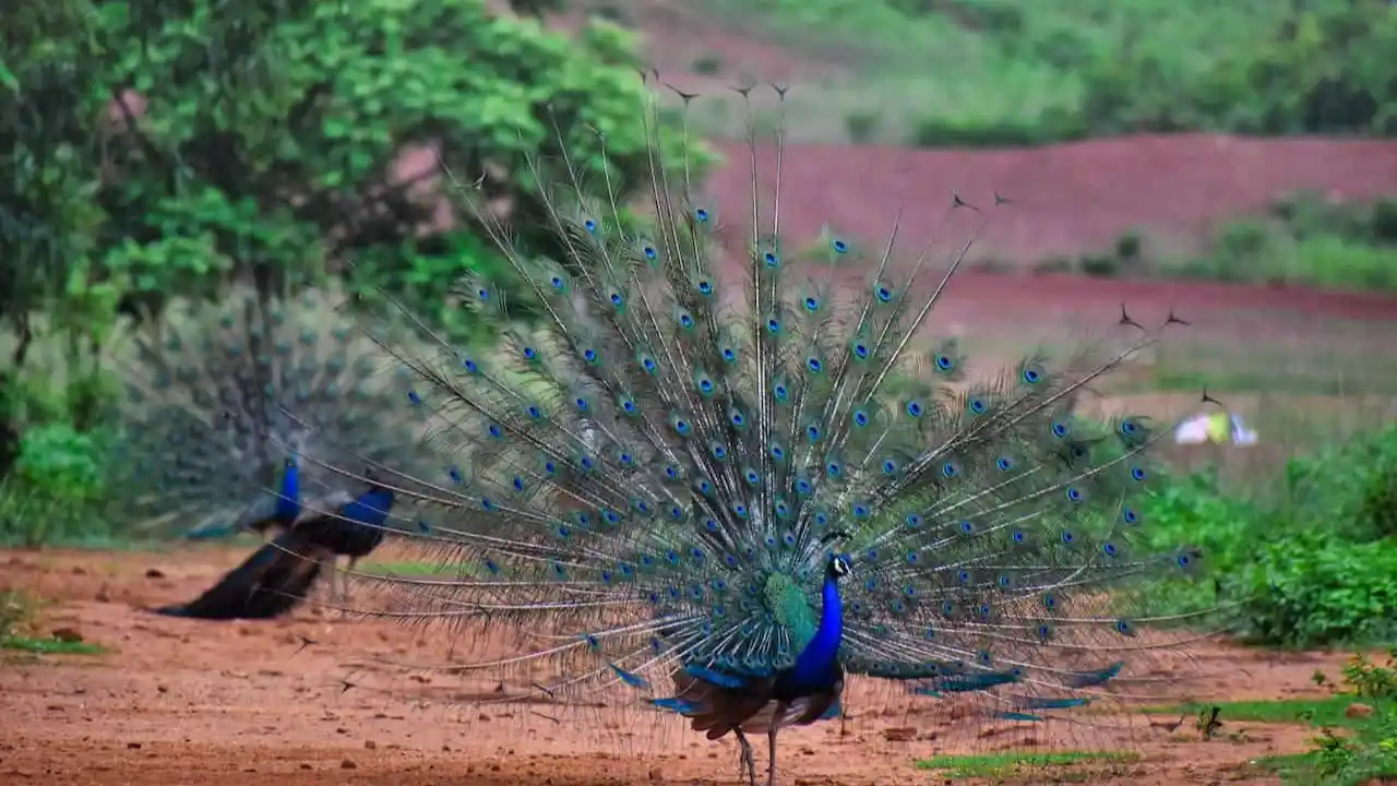 Peacocks in the Summer