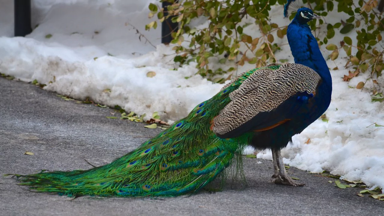 Peacocks in the winter 1