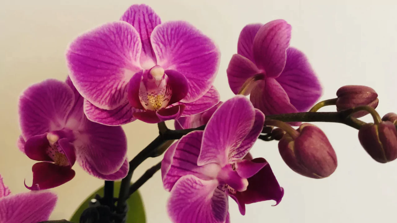 Phalaenopsis Orchids 1
