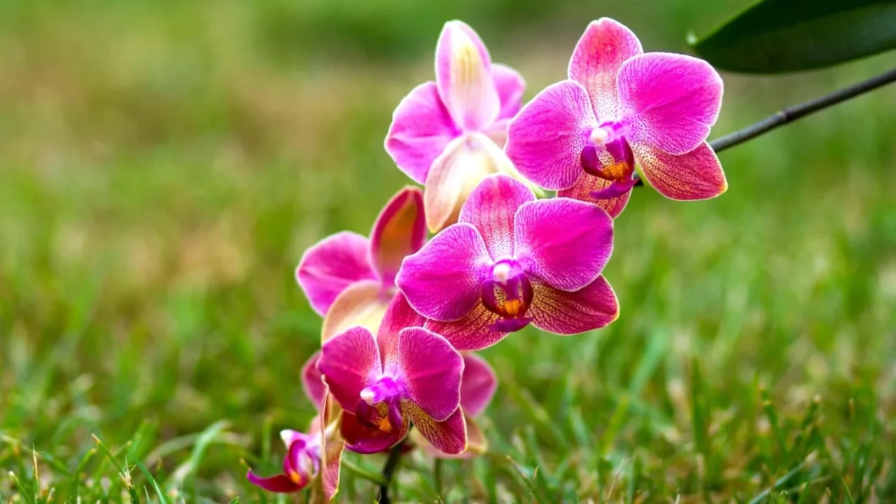 Phalaenopsis orchids 2