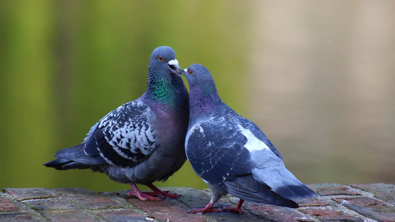 Do Pigeons Mate For Life