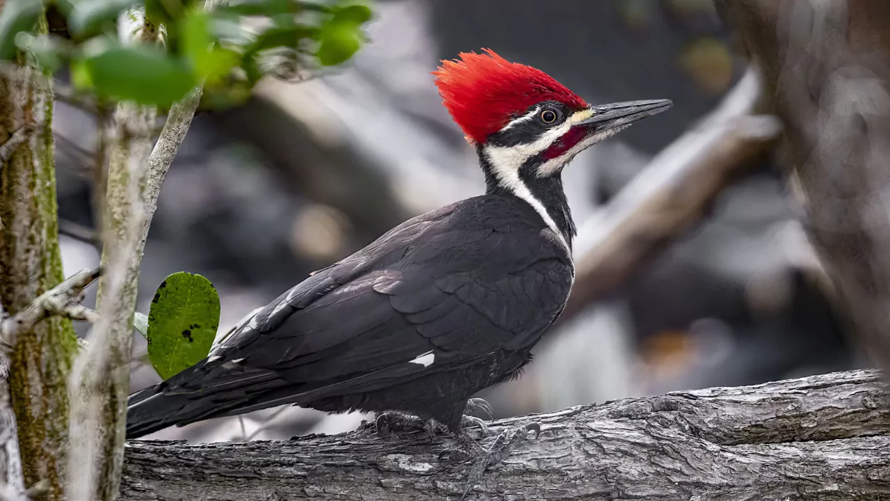 Everything You Need To Know About Woodpeckers In Missouri 5 Pileated Woodpeckers