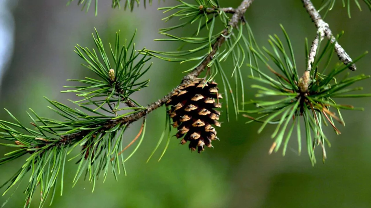 8 Plants That Do Not Like Pine Needles