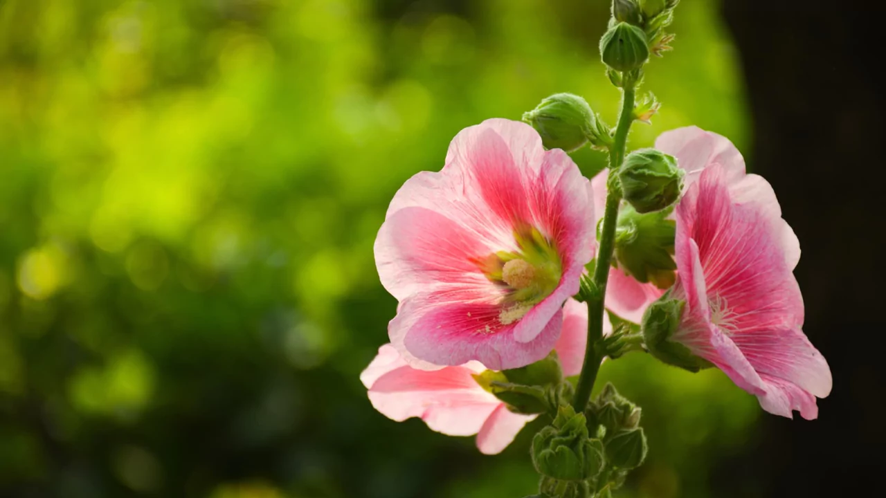 Planting hollyhocks in a pot