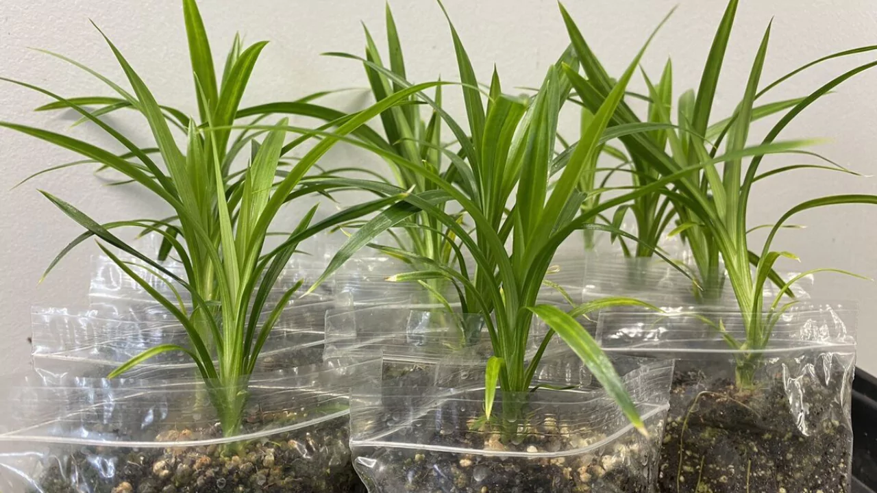 Grower’s Guide for Pandan Plant 6 Planting pandan plants