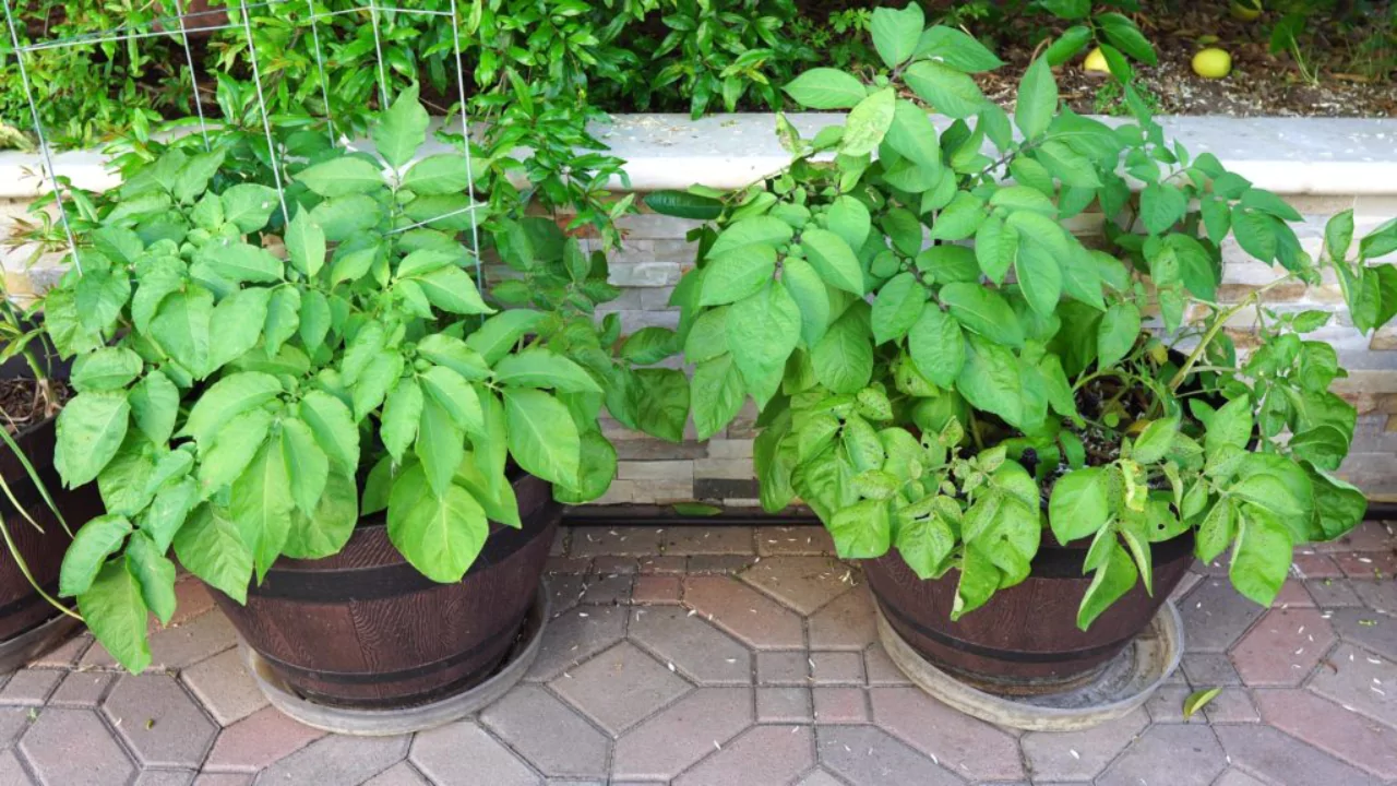 5 Best Potato Growing Containers