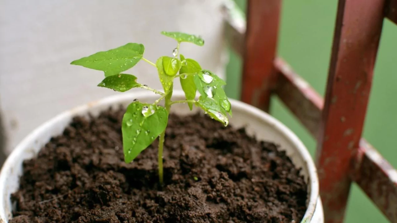 How to Fix Drooping Plants (Bring Your Plant Back to Life) 6 Potting soil