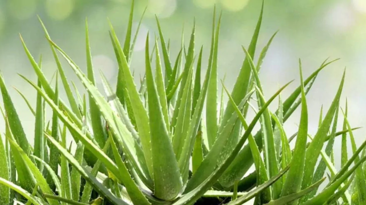 Great Advice for Reviving Sunburnt Aloe Vera Plants 4 Prevent Sunburn on an Aloe Vera Plant