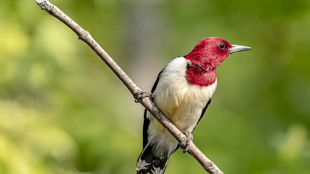 Everything You Need To Know About Woodpeckers In Missouri 8 Red Headed Woodpeckers