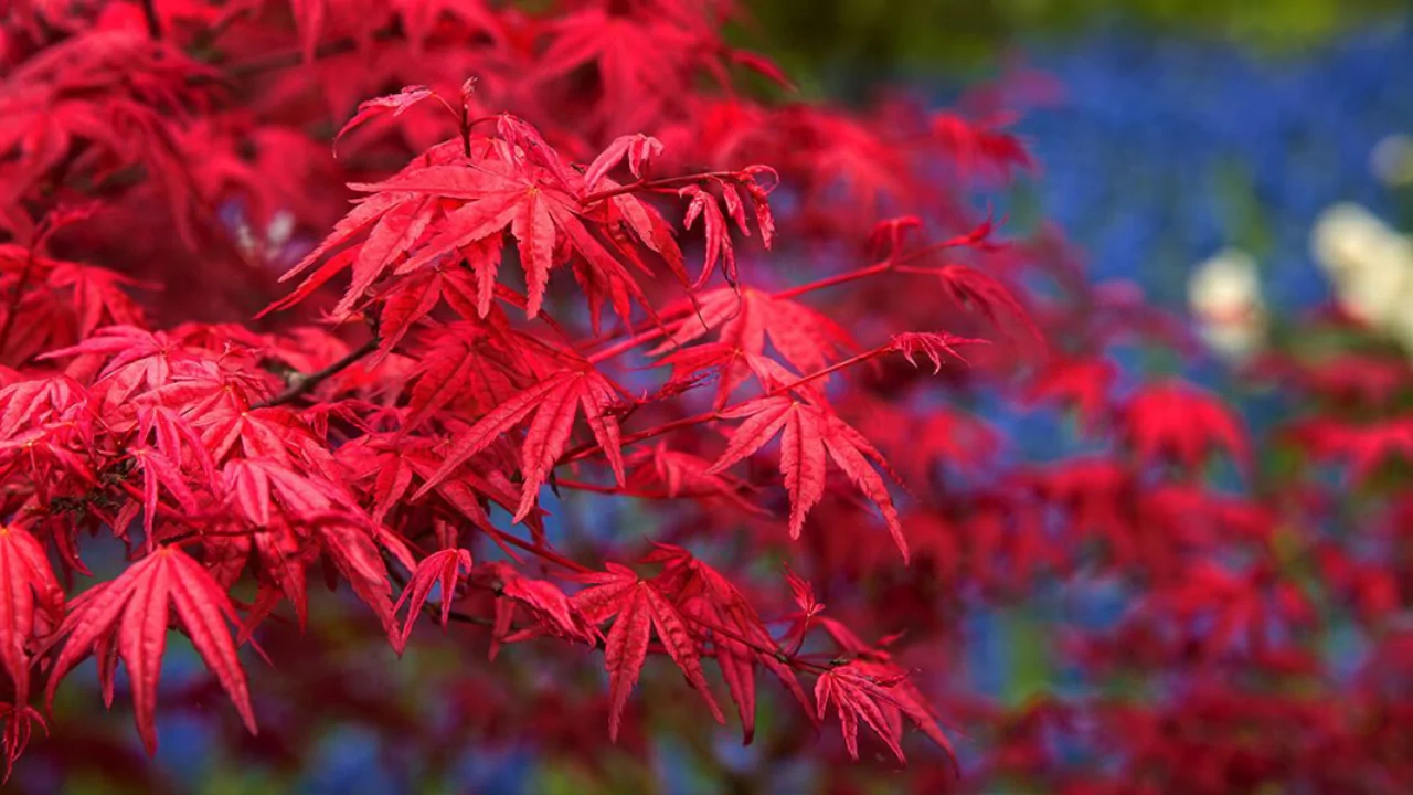 Red Maple