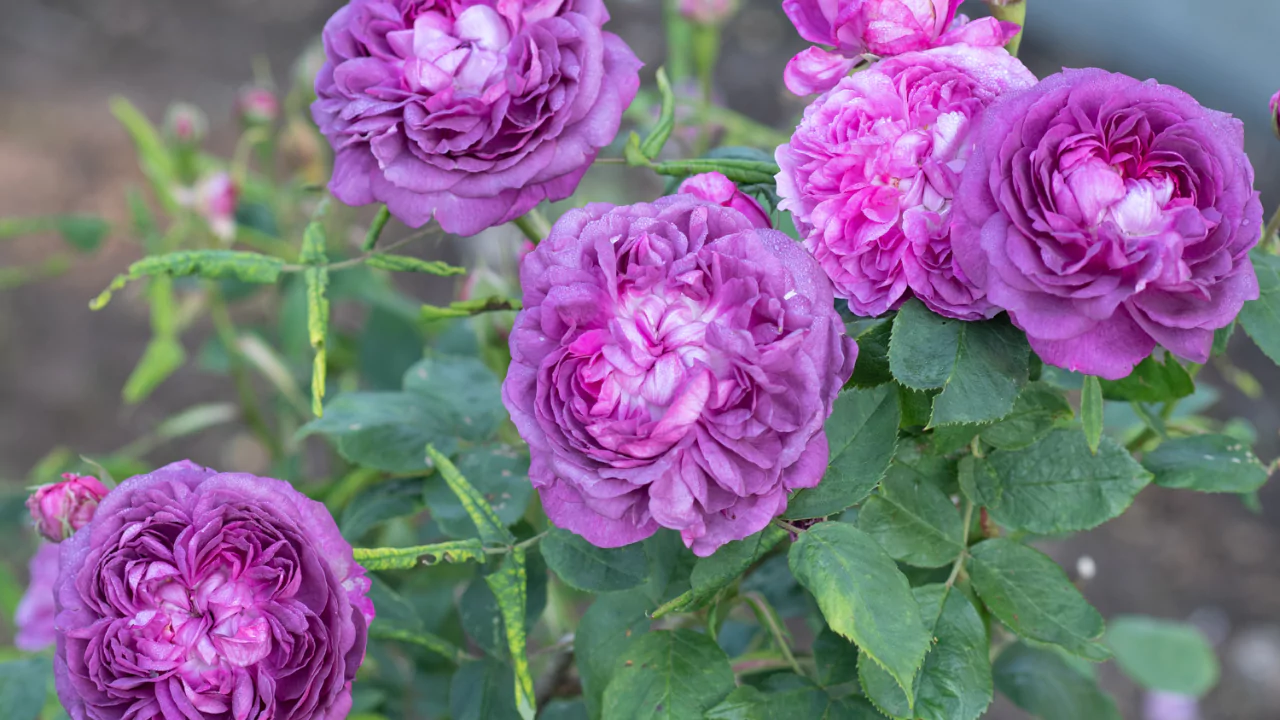 11 Different Varieties of Thornless Roses 6 Reine des violettes