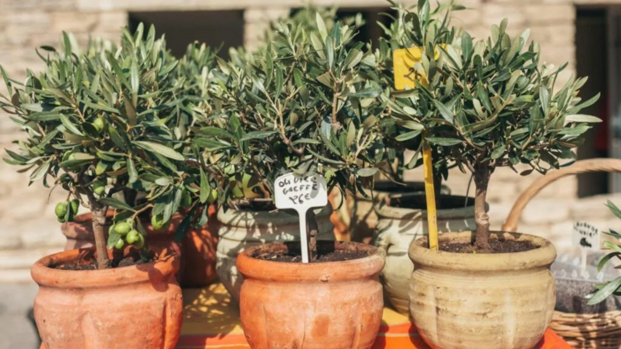 Repot olive trees