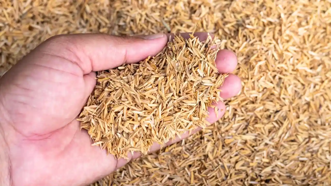 Rice Hulls vs Perlite: Which One is Better for plants