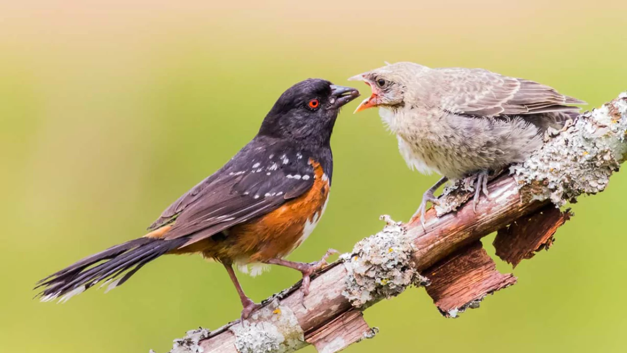 When Can Baby Robins Feed Themselves