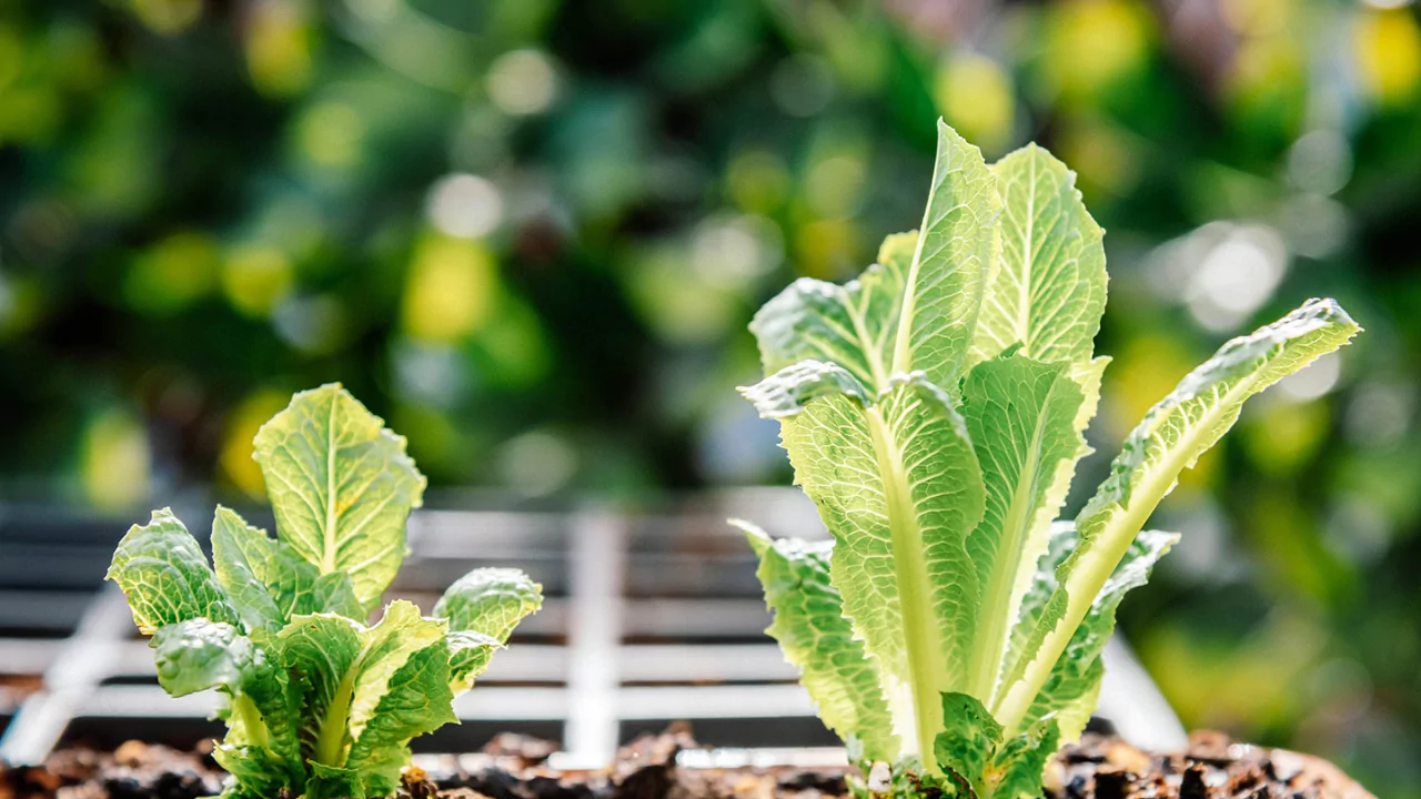 Why Is My Romaine Lettuce Growing Tall