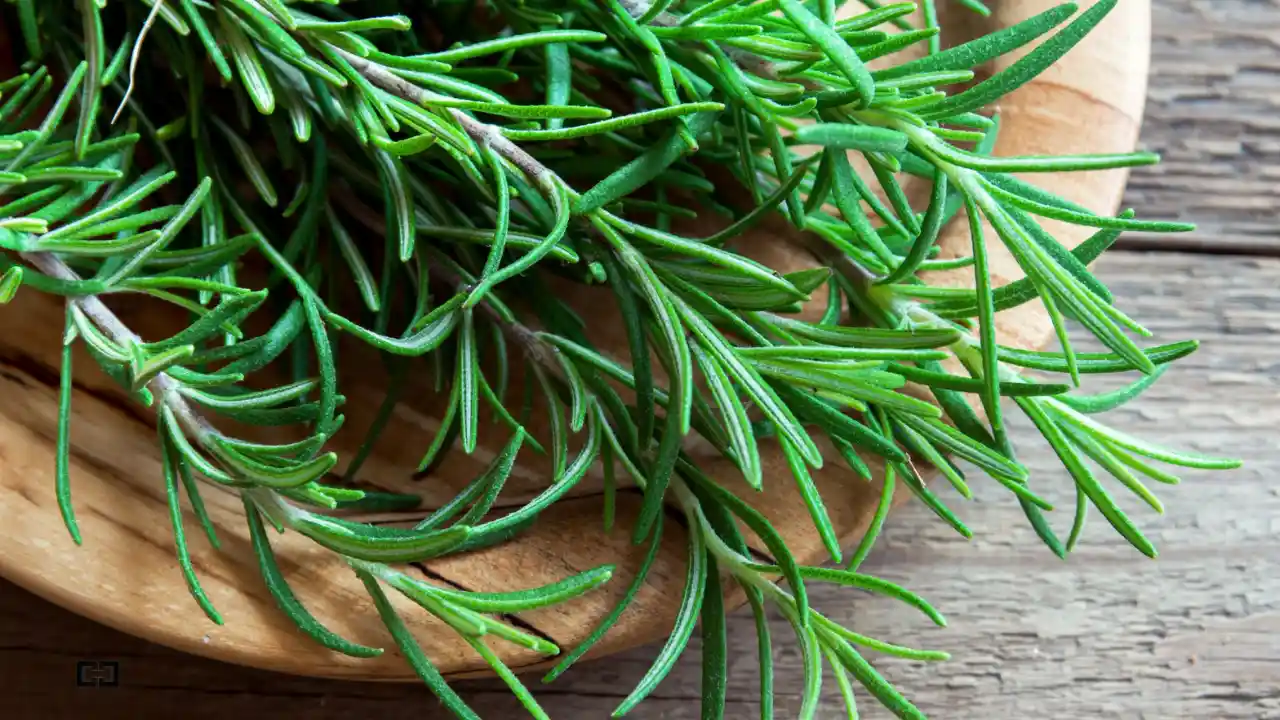 11 Low Maintenance Balcony Plants (Perfect for Windy Ledges) 11 Rosemary