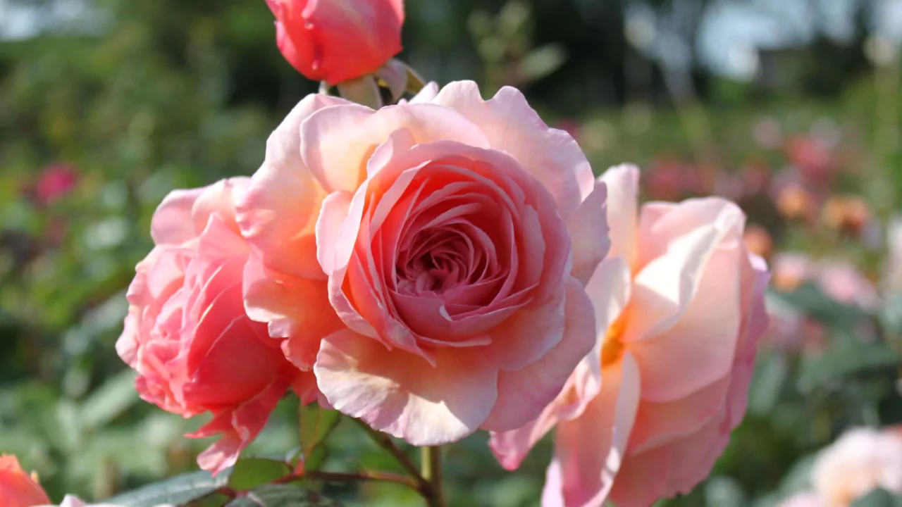 11 Different Varieties of Thornless Roses 3 Shropshire lad