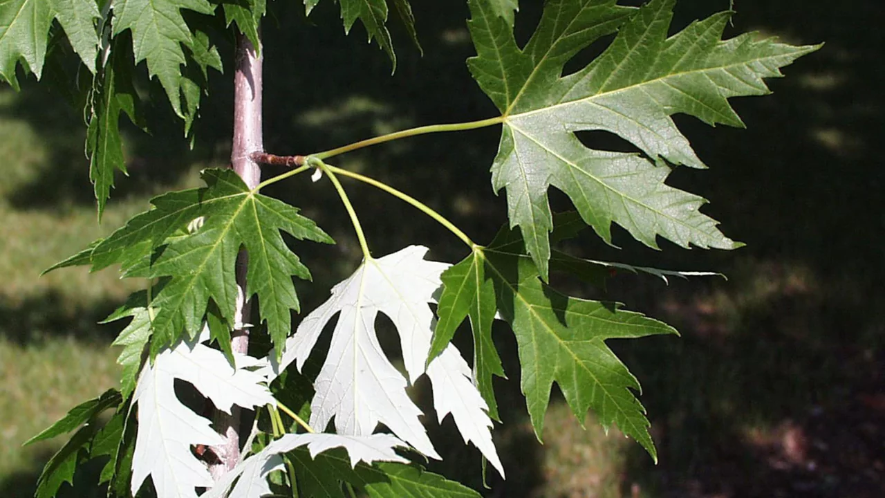 Silver Maple tree