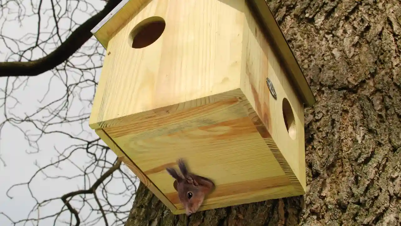 Some squirrels find homes in next boxes and often unused bird