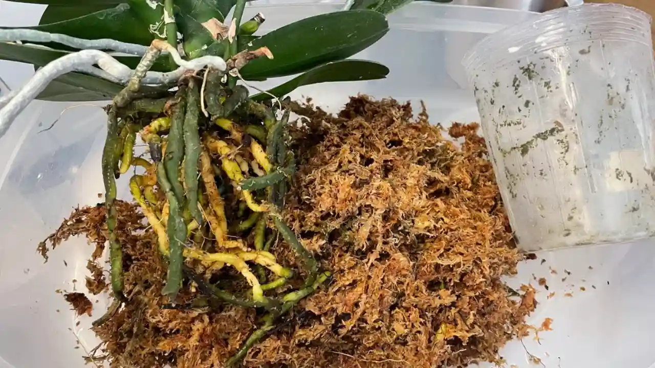 Sphagnum moss for Orchids 1