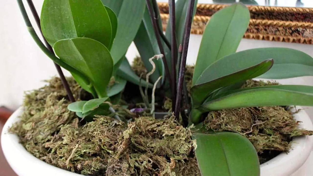 Sphagnum moss for Orchids