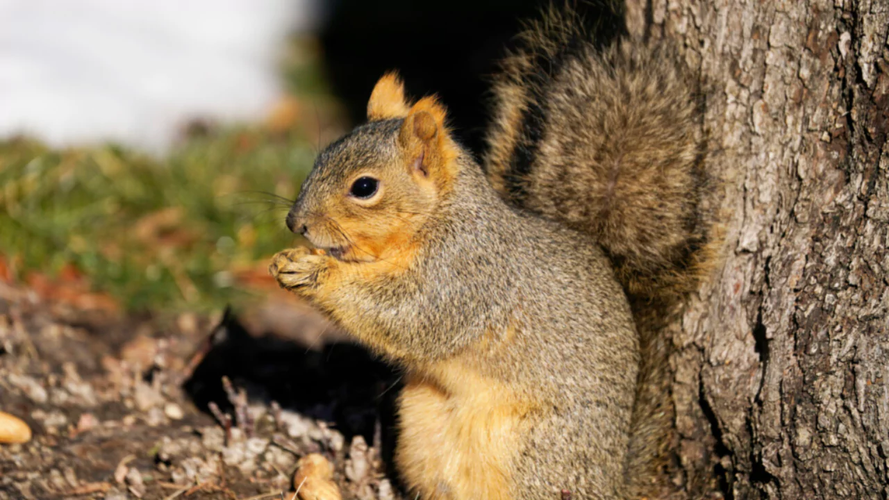 Squirrel tree dens are rarely abandoned