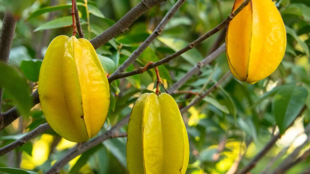 Star Fruit