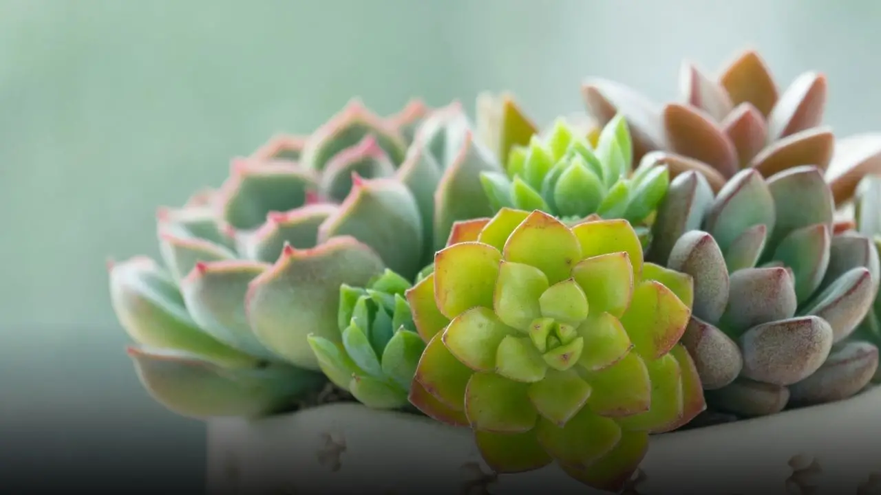 Succulents That Stay Small