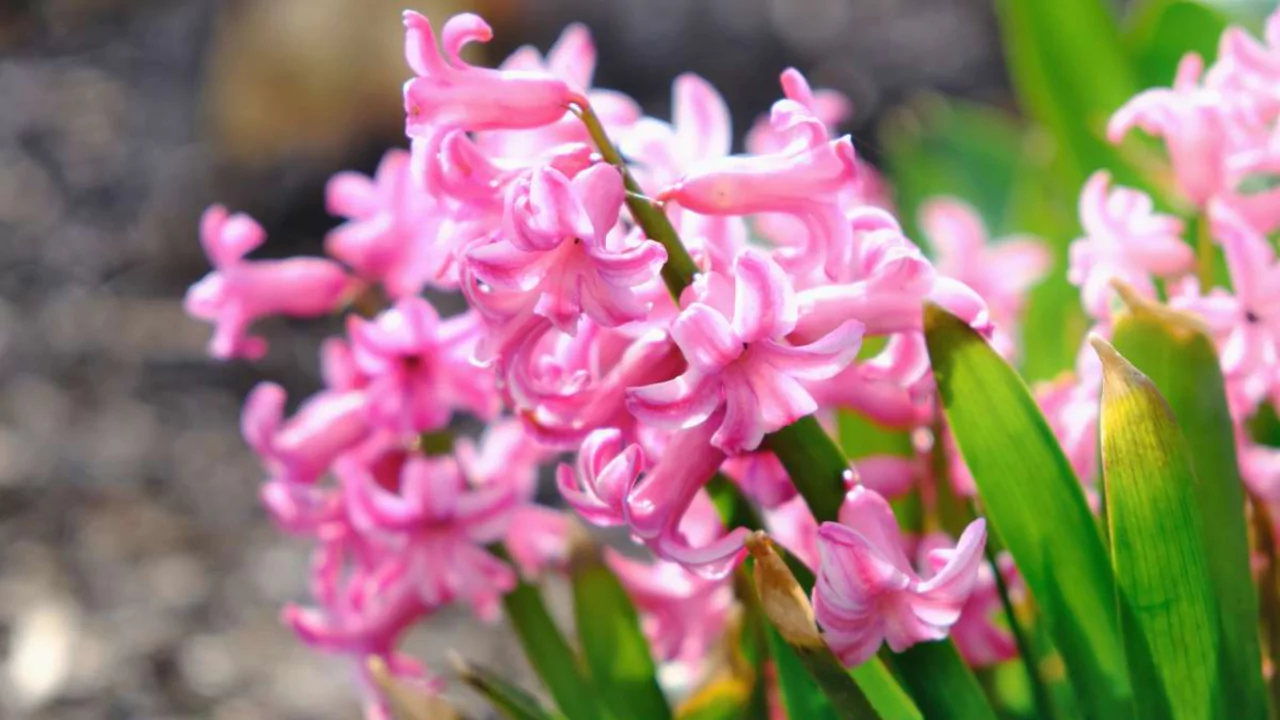 Summer Hyacinths