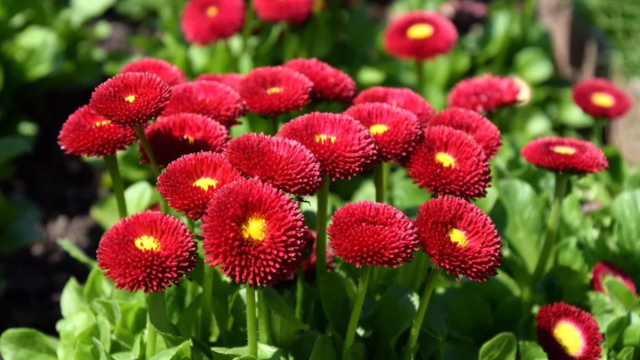 11 Different Varieties of Thornless Roses 4 Tausendschon