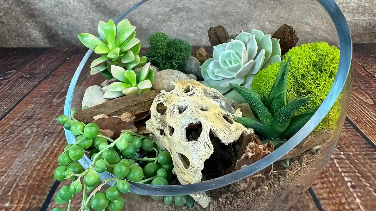Can You Use Cactus Soil For Succulents
