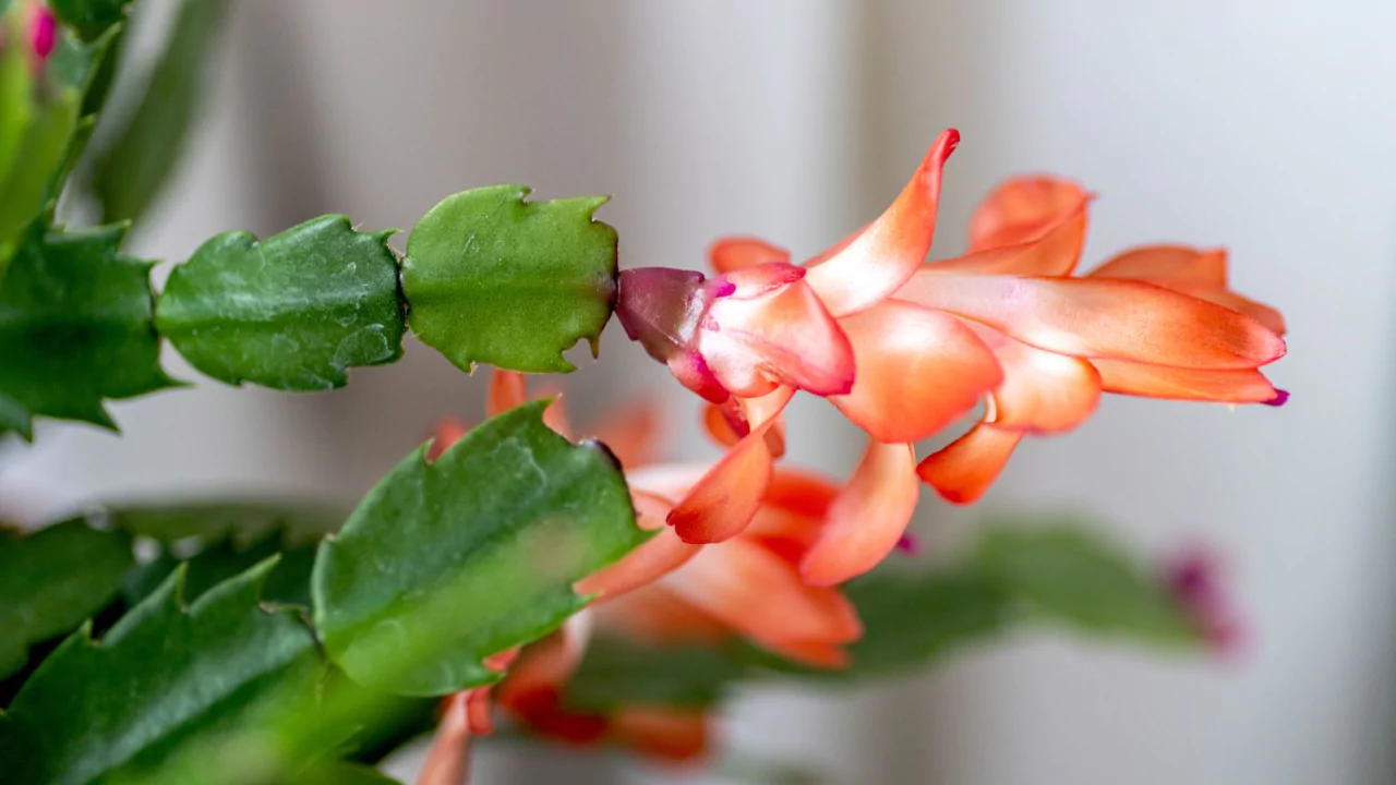 Thanksgiving Cactus