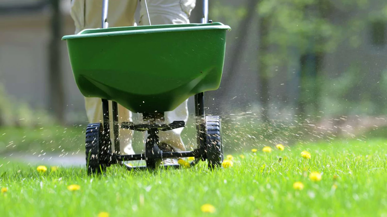 The best temperature for fertilizing a lawn