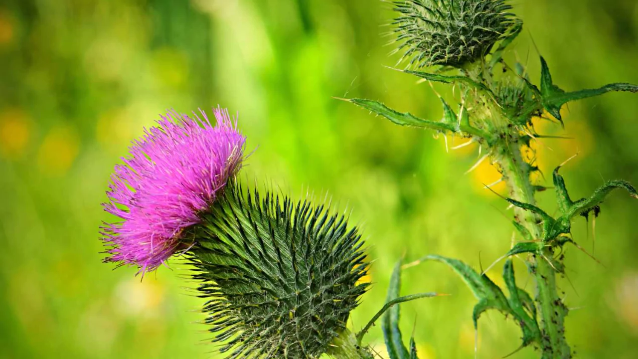Thistles