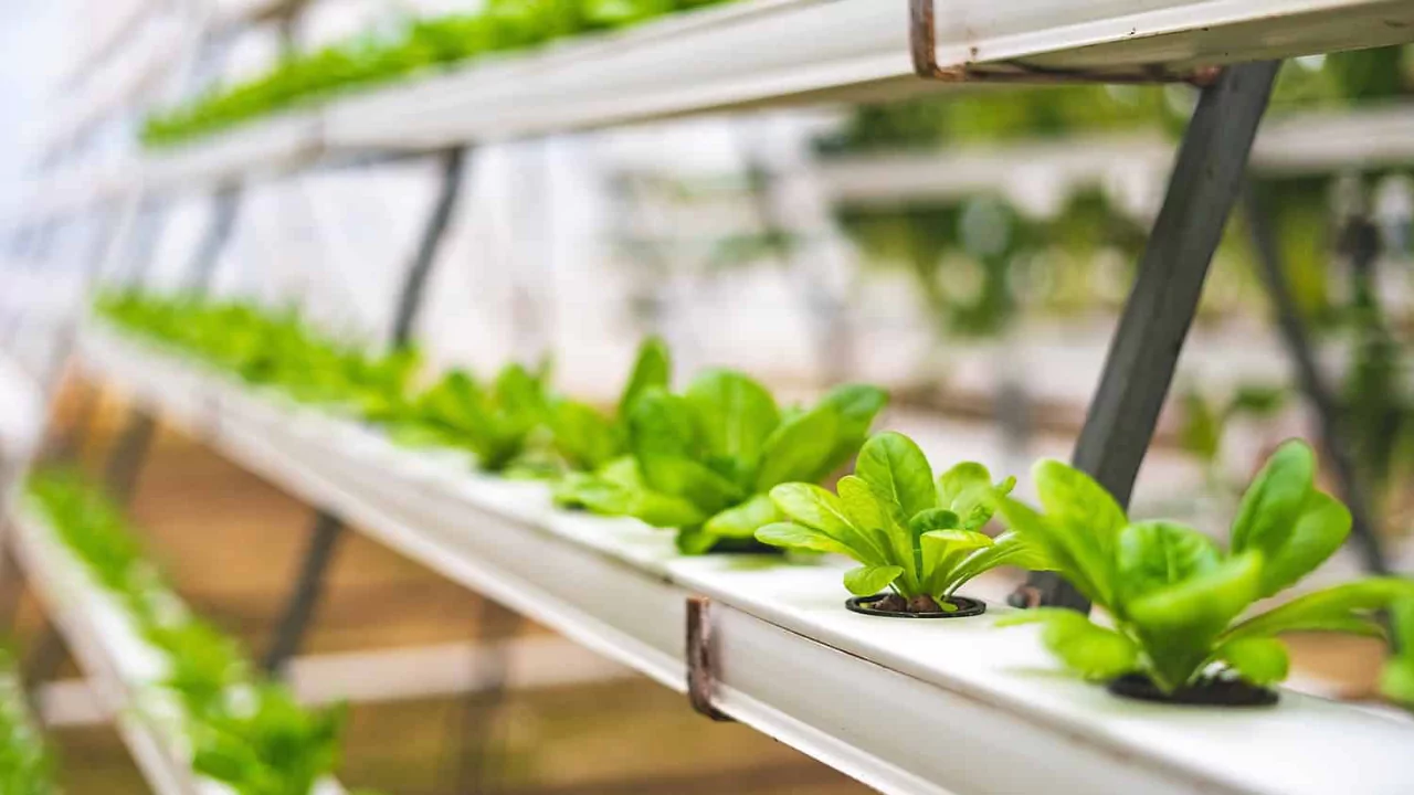 Tips for managing the pH in hydroponics