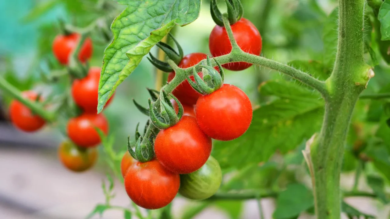 Are Bonnie Plants Organic