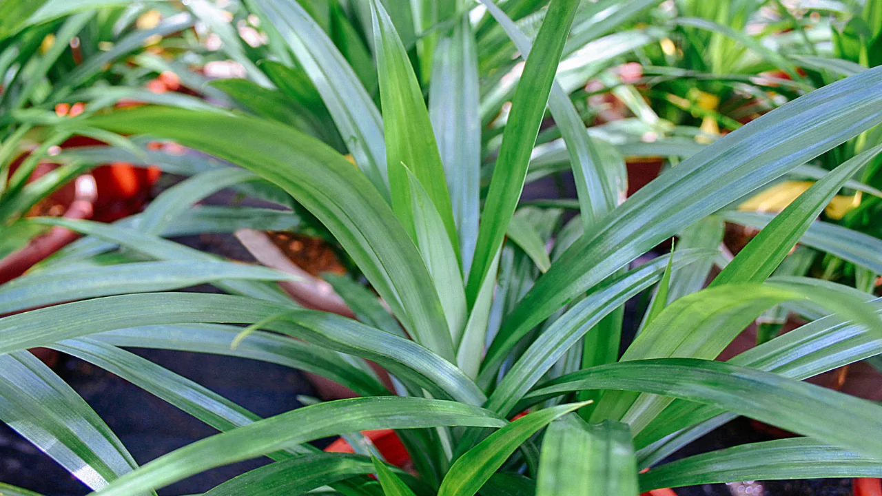 Grower’s Guide for Pandan Plant 3 Uses Pandan plant