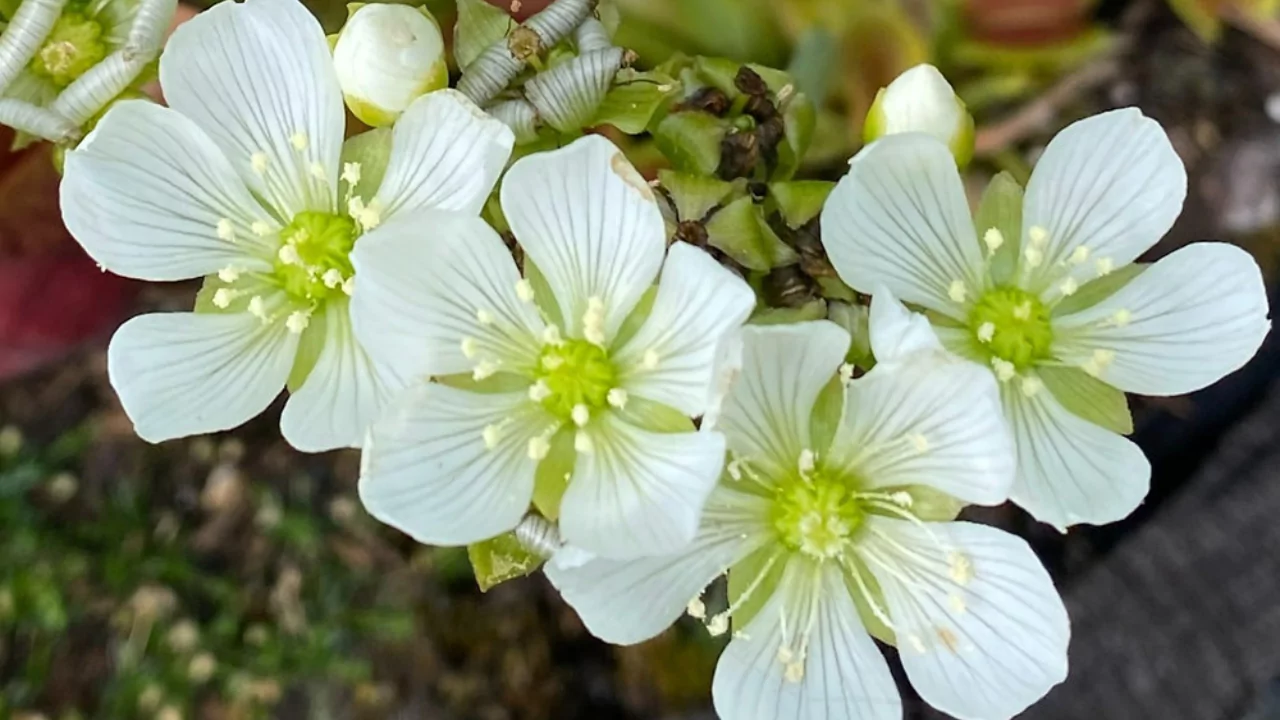 Best Grow Light For Venus Fly Trap To Buy