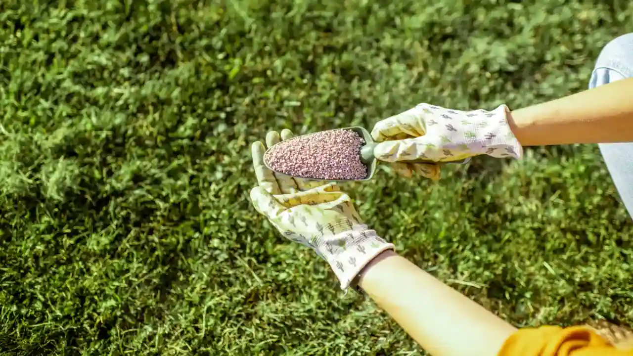 How Long Does it Take for Granular Fertilizer to Dissolve? 3 Water Granular Fertilizers