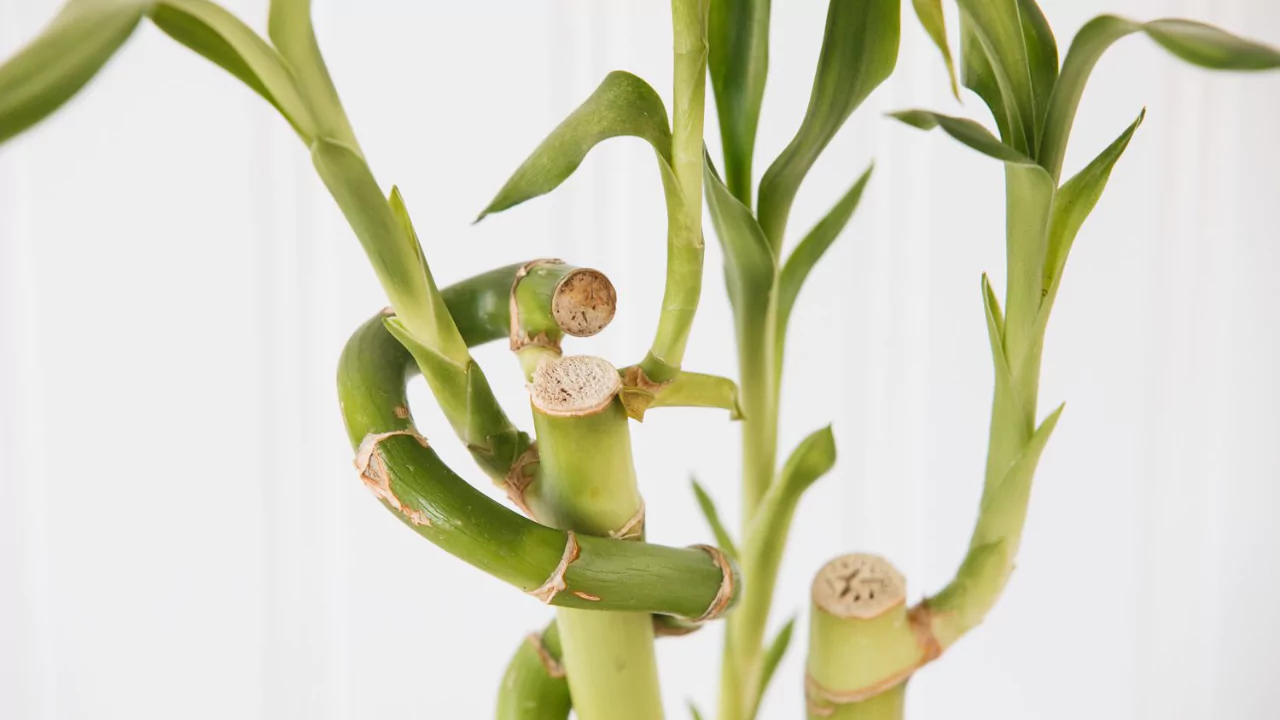 How Many Bamboo Stalks are Lucky? 4 Watering requirements Bamboo