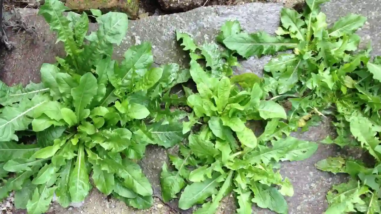 How to Sterilize Soil (Quick and Organically Friendly) 7 Weeds are less likely