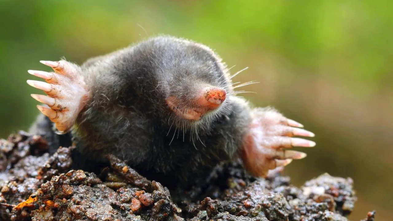 What Do Garden Moles Look Like
