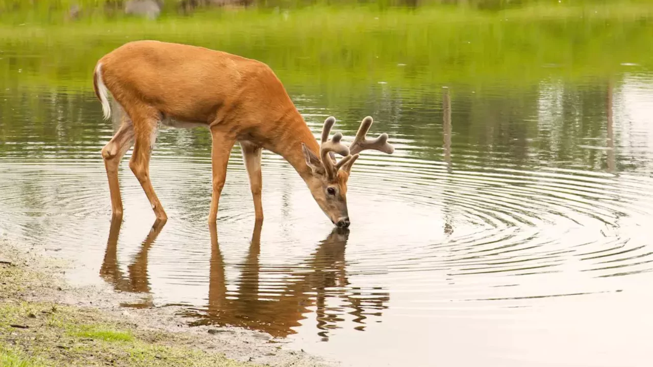 Don’t use Dawn Dish Soap Deer Repellent